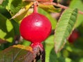 Red ripe rosehip fruits grow on the Bush