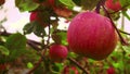 Red ripe round apple in the garden after rain