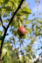Red ripe round pear of the Naryadnaya Efimova - Vertical
