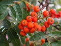 Red ripe rowan berries with raindrops, closeup.