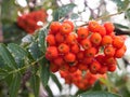 Red ripe rowan berry tree branch close up picture. Royalty Free Stock Photo