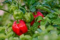 Red ripe scotch bonnet hot spicy pepper plant gardening raw food spice Royalty Free Stock Photo