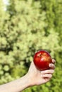 Red ripe single apple in beautiful hand