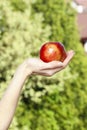 Red ripe single apple in beautiful hand