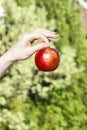 Red ripe single apple in beautiful hand