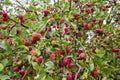 Red ripe small apples on a branch of a crab apple tree. The concept of harvest in September. Natural autumn fruit Royalty Free Stock Photo