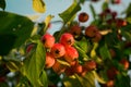 Red ripe small small rennet apples on an apple tree branch glow in the sun. Autumn harvest of apples on a background of Royalty Free Stock Photo