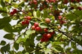 Red ripe small small rennet apples on apple tree branch glow in the sun. Autumn harvest of apples on a background of green foliage Royalty Free Stock Photo
