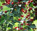 Red  ripe sour cherries on the tree Royalty Free Stock Photo