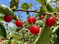 Red Ripe Sour Pie Cherries Royalty Free Stock Photo