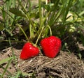 Red and ripe strawberries in the garden