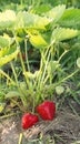 Red and ripe strawberries in the garden