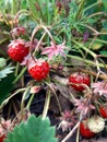 Red ripe strawberries on a twig. Summer yummy.