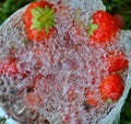 Red ripe strawberries and water bubbles in a plactic can