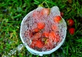 Red ripe strawberries and water bubbles in a plactic can