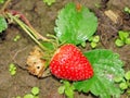 Red ripe strawberry on a bed in the garden Royalty Free Stock Photo