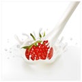 Red ripe strawberry falling into the milky splash Royalty Free Stock Photo