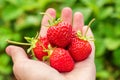 Red ripe strawberry on female palm on background green leaves