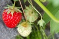 Red Ripe Strawberry Fruit Royalty Free Stock Photo