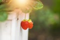 Red, ripe strawberry fruits in a green garden. Sunlight lensflare