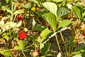 Red ripe strawberry on the garden Royalty Free Stock Photo