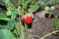 Red-ripe strawberry in garden Royalty Free Stock Photo