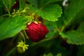 Red ripe strawberry in the garden Royalty Free Stock Photo