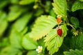 Red ripe strawberry in the garden Royalty Free Stock Photo