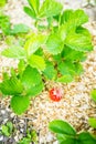 Red ripe strawberry in the garden Royalty Free Stock Photo