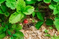 Red ripe strawberry in the garden Royalty Free Stock Photo