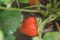 red ripe strawberry in garden Royalty Free Stock Photo