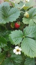 Red ripe strawberry growing in a bush