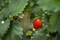 Red ripe strawberry hanging on plant