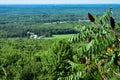 Red Sumac Fruit in Focus with Wisconsin Farm in the Background Royalty Free Stock Photo