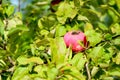 red ripe sweet apple on apple tree branch close up in sunny day Royalty Free Stock Photo