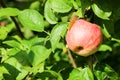 Red ripe sweet apple on apple tree branch close up in sunny day Royalty Free Stock Photo