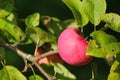 Red ripe sweet apple on apple tree branch close up in sunny day Royalty Free Stock Photo