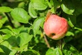 Red ripe sweet apple on apple tree branch close up in sunny day Royalty Free Stock Photo