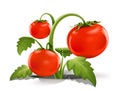 Red ripe tomato Royalty Free Stock Photo