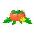 Red ripe tomato isolated on white background. Vector illustration of big tomato fruit with green leaves and yellow Royalty Free Stock Photo