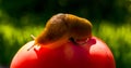 Red ripe tomato and large slug. Organic food. Summer vegetable garden