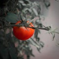 Red ripe tomato on plant Royalty Free Stock Photo