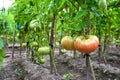 Red ripe tomato and rustic hothouse Royalty Free Stock Photo