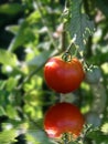 Red Ripe Tomato on Vine Royalty Free Stock Photo