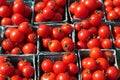 Red, ripe tomatoes Royalty Free Stock Photo
