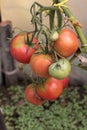 Ripe tomatoes four Royalty Free Stock Photo