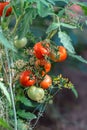 Red ripe tomatoes on branch grow in greenhouse Royalty Free Stock Photo