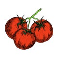 Red ripe tomatoes on a branch, highlighted on a white background. Fresh vegetable hand-drawn. Label for the market. Organic food.