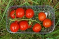 Red ripe tomatoes on a branch lie in a white transparent plastic box in green grass Royalty Free Stock Photo