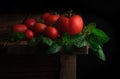 Red ripe tomatoes with drops of water and leaves of fresh basil on a wooden table. Concept of Organic Food. Rural style Royalty Free Stock Photo